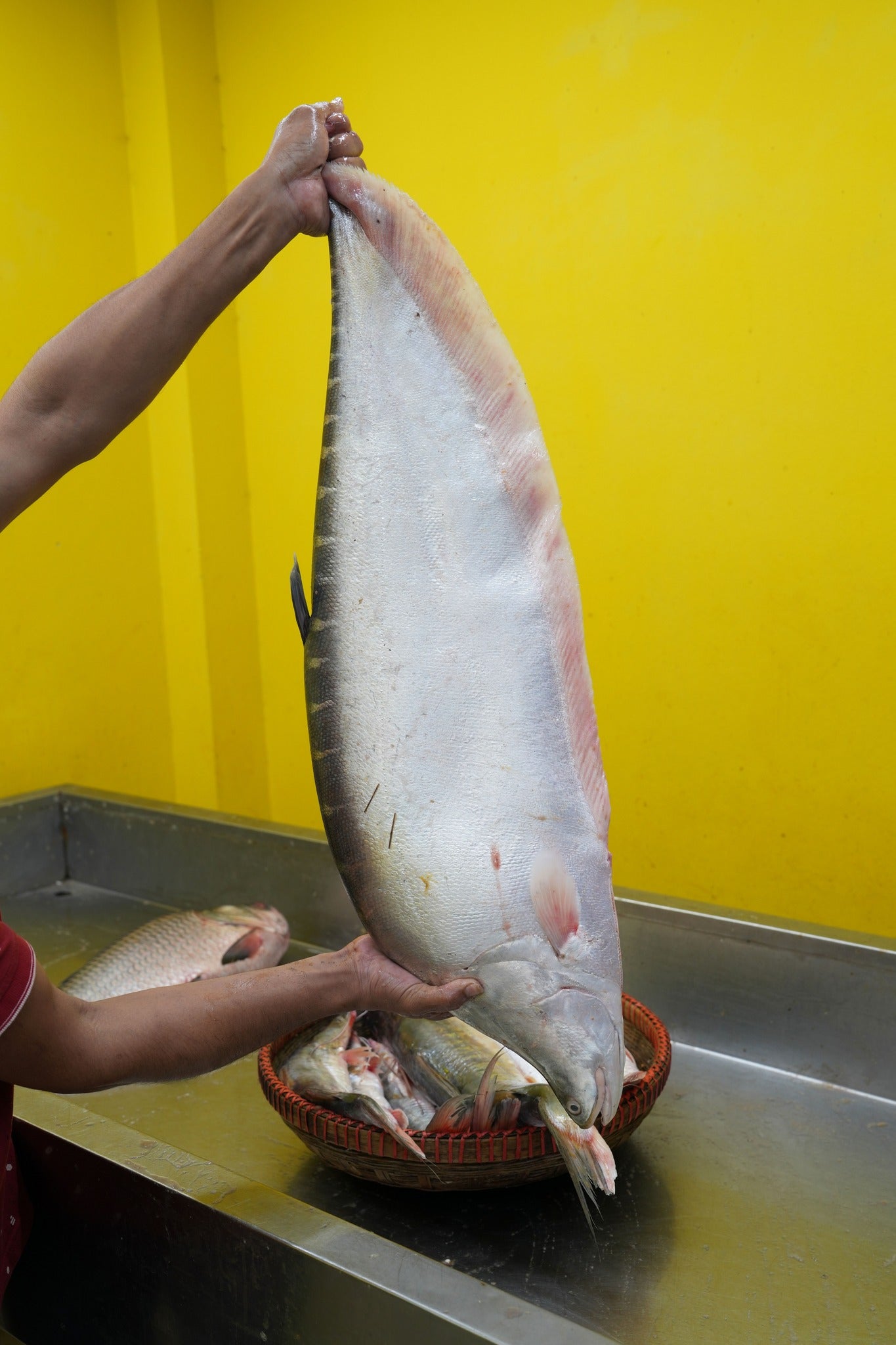 নদীর চিতল সাড়ে ৩ থেকে  ৪ কেজি সাইজ পারকেজি ১১৯০/-