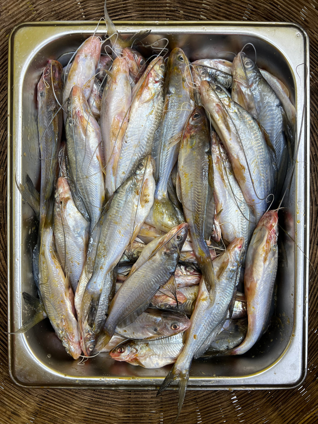 নদীর গুলশা রেগুলার সাইজ