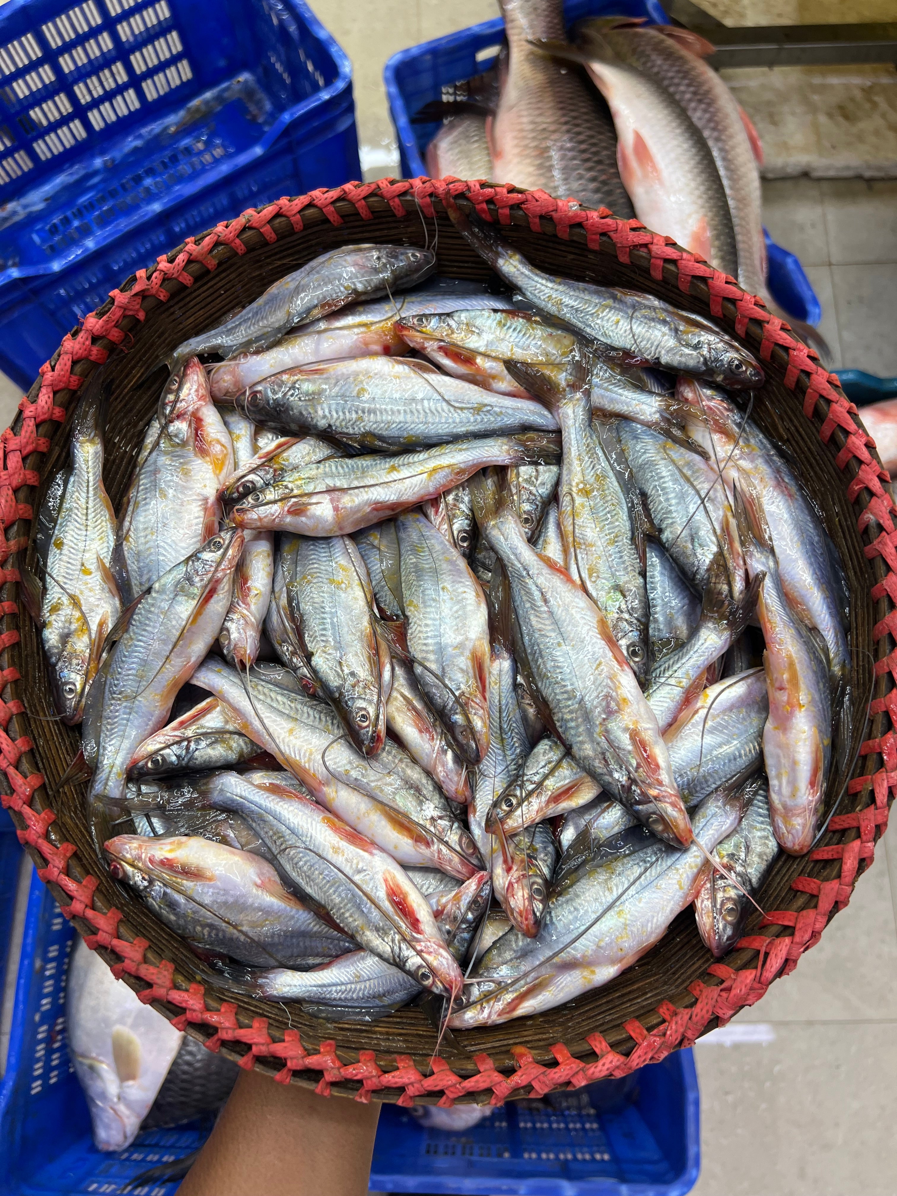 নদীর গুলশা রেগুলার সাইজ