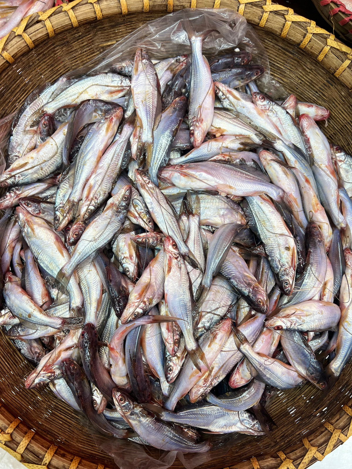 নদীর গুলশা রেগুলার সাইজ - River Fish