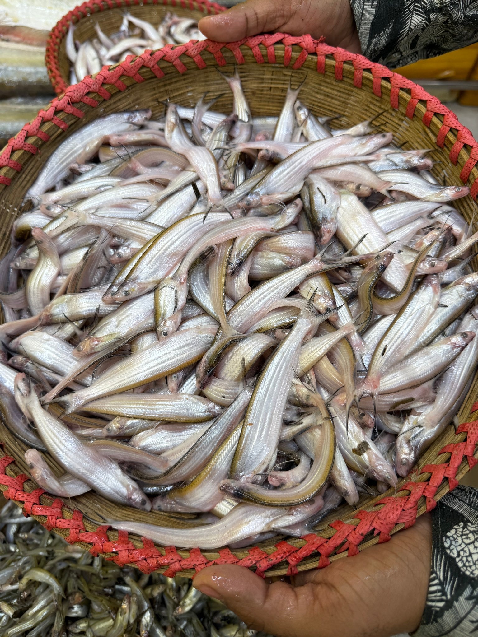 নদীর কাজুলি