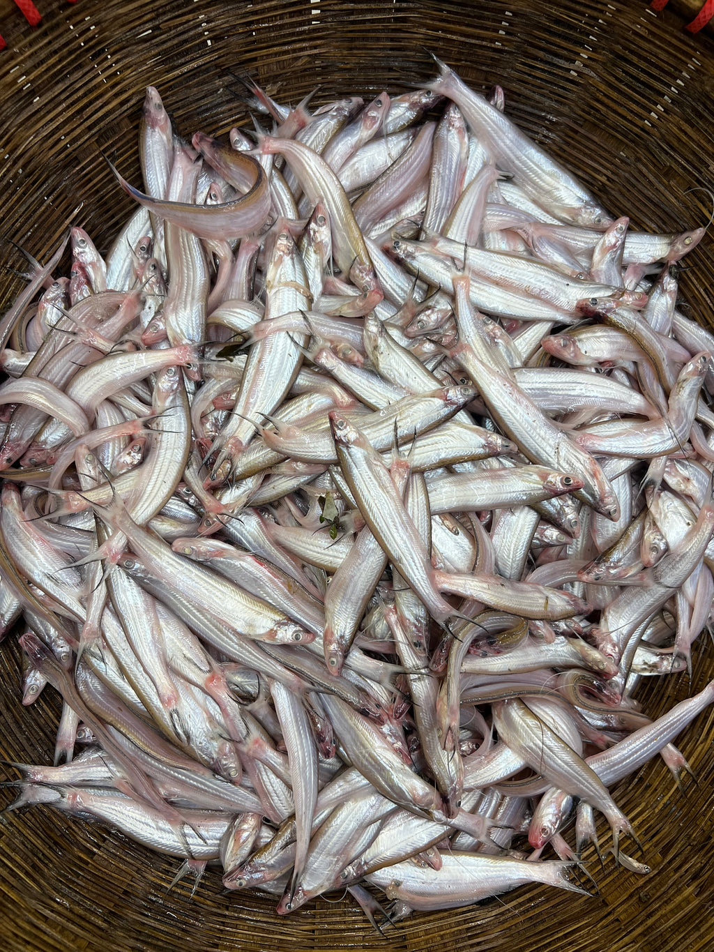 নদীর কাজুলি
