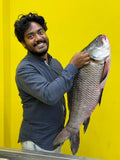 নদীর কাতল- ১০ থেকে ১৫ কেজি সাইজ পারকেজি ১৫০০/-
