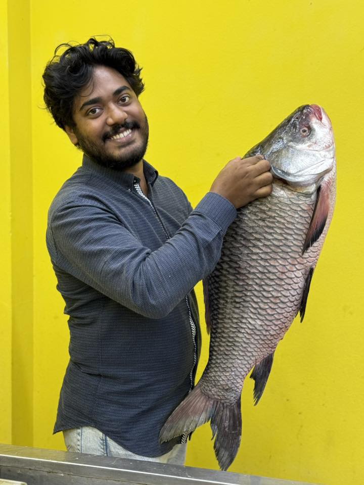 নদীর কাতল- ১০ থেকে ১৫ কেজি সাইজ পারকেজি ১৫০০/-