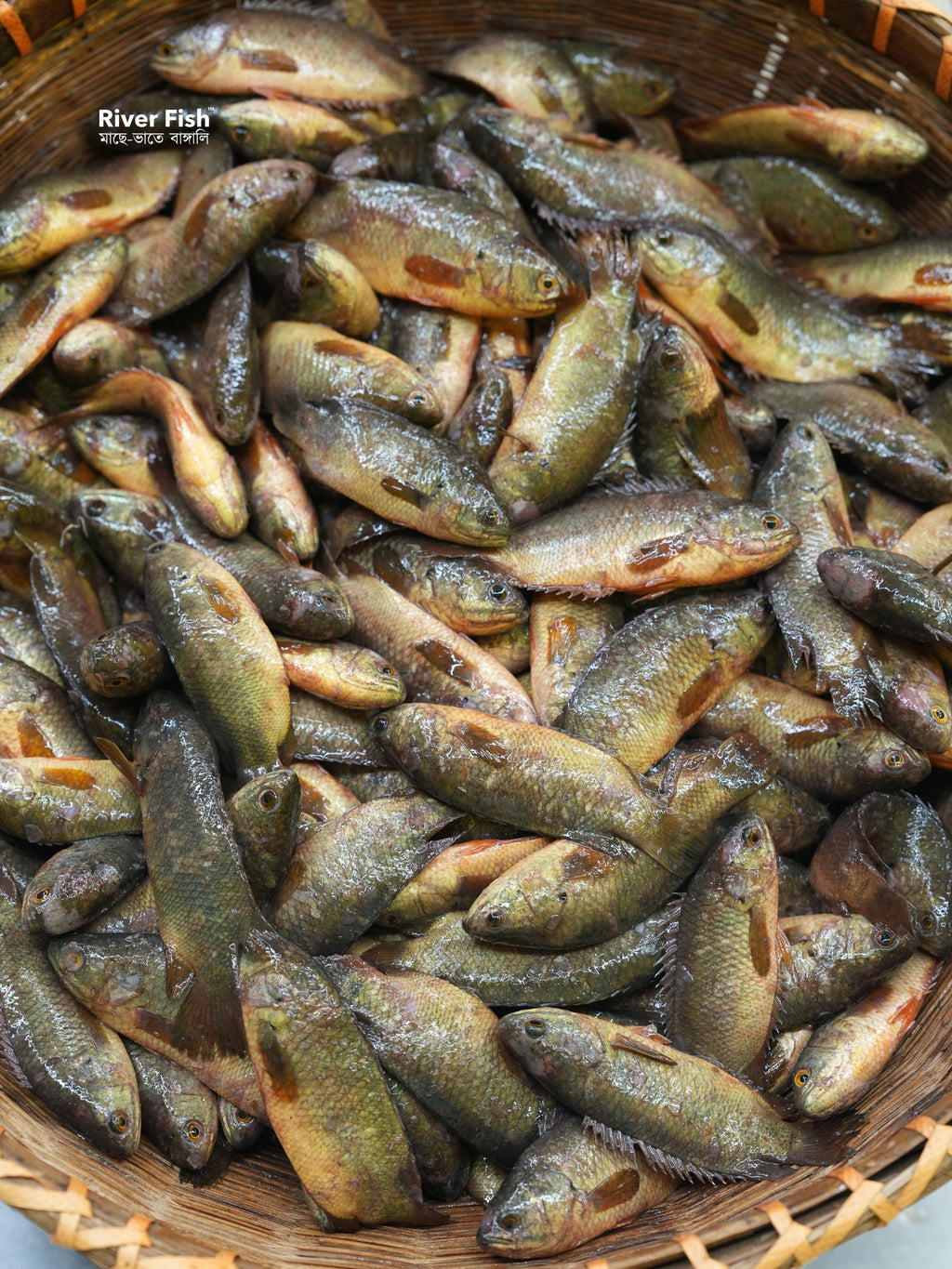 বিলের দেশি কই রেগুলার সাইজ (কেজিতে ১৮/২২পিস)
