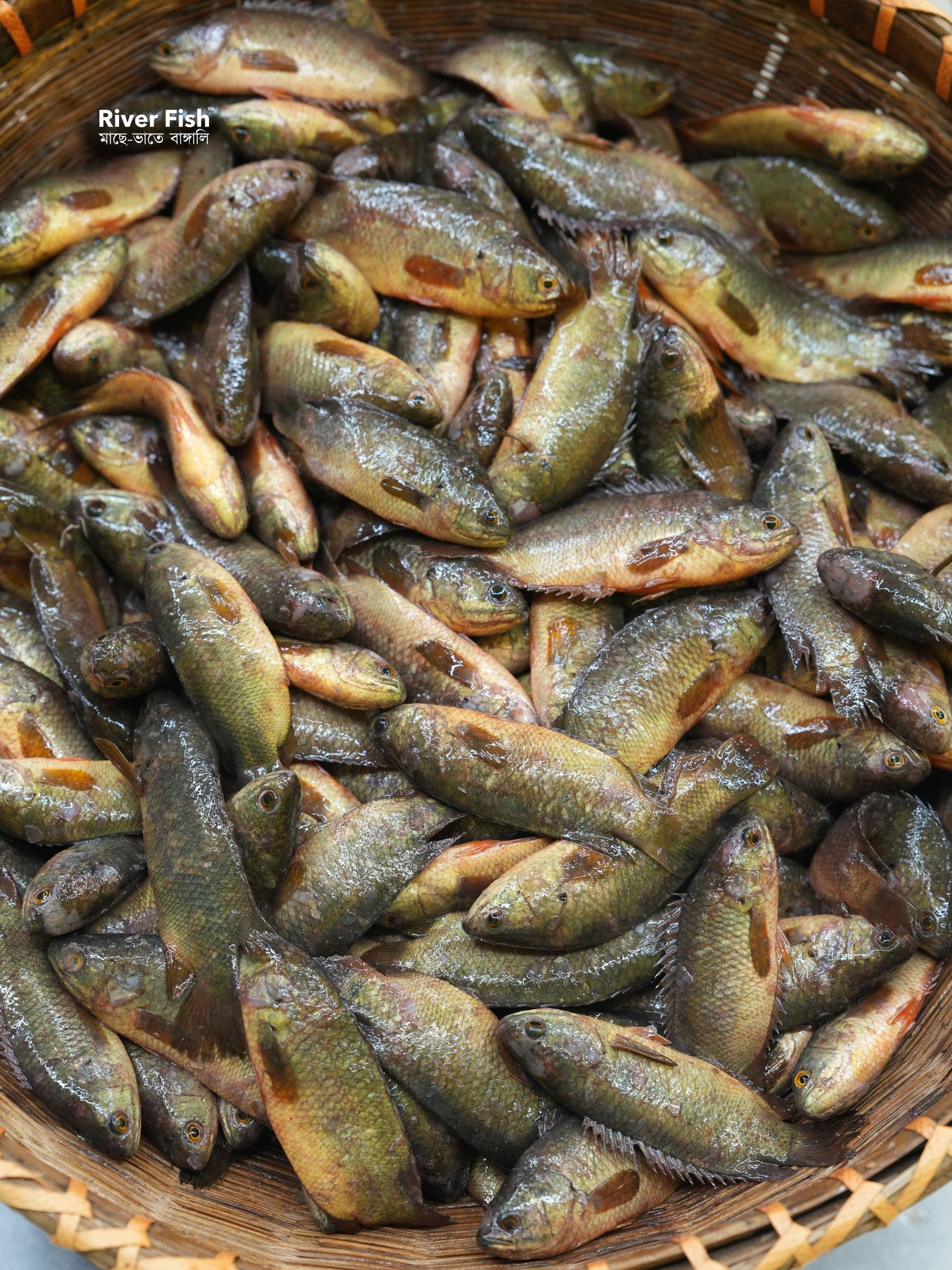 বিলের দেশি কই রেগুলার সাইজ (কেজিতে ১৮/২২পিস)