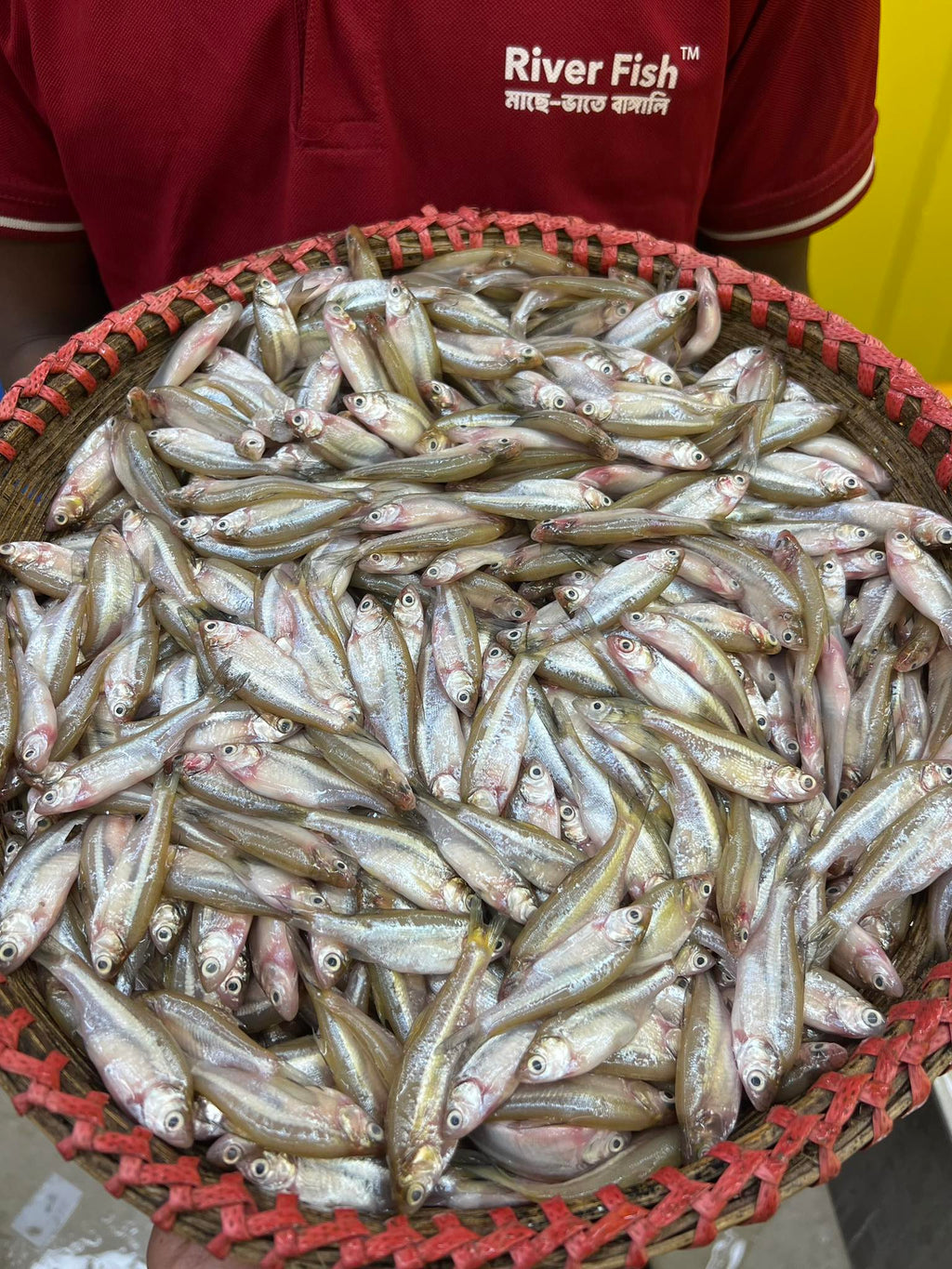 নদীর মলা মাছ মিক্সড সাইজ