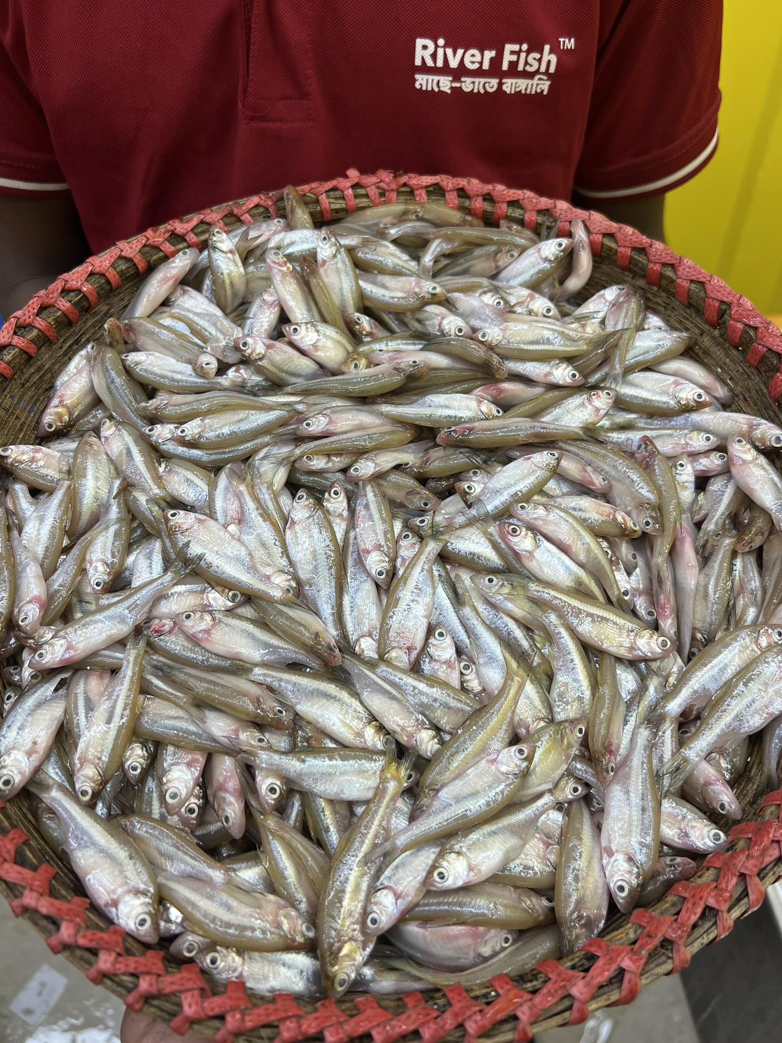 নদীর মলা মাছ মিক্সড সাইজ