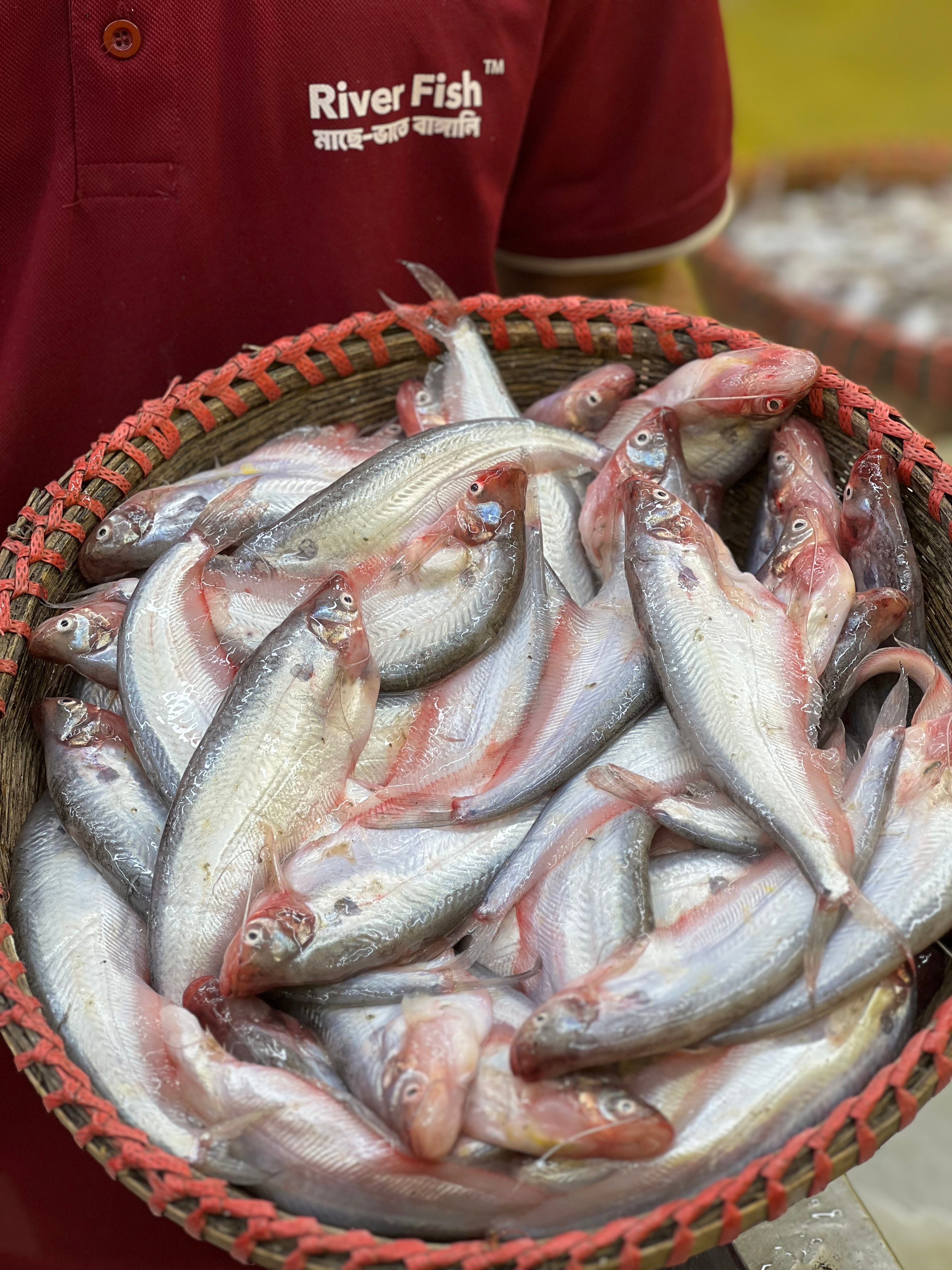 পাবদা মাছ রেগুলার সাইজ - River Fish