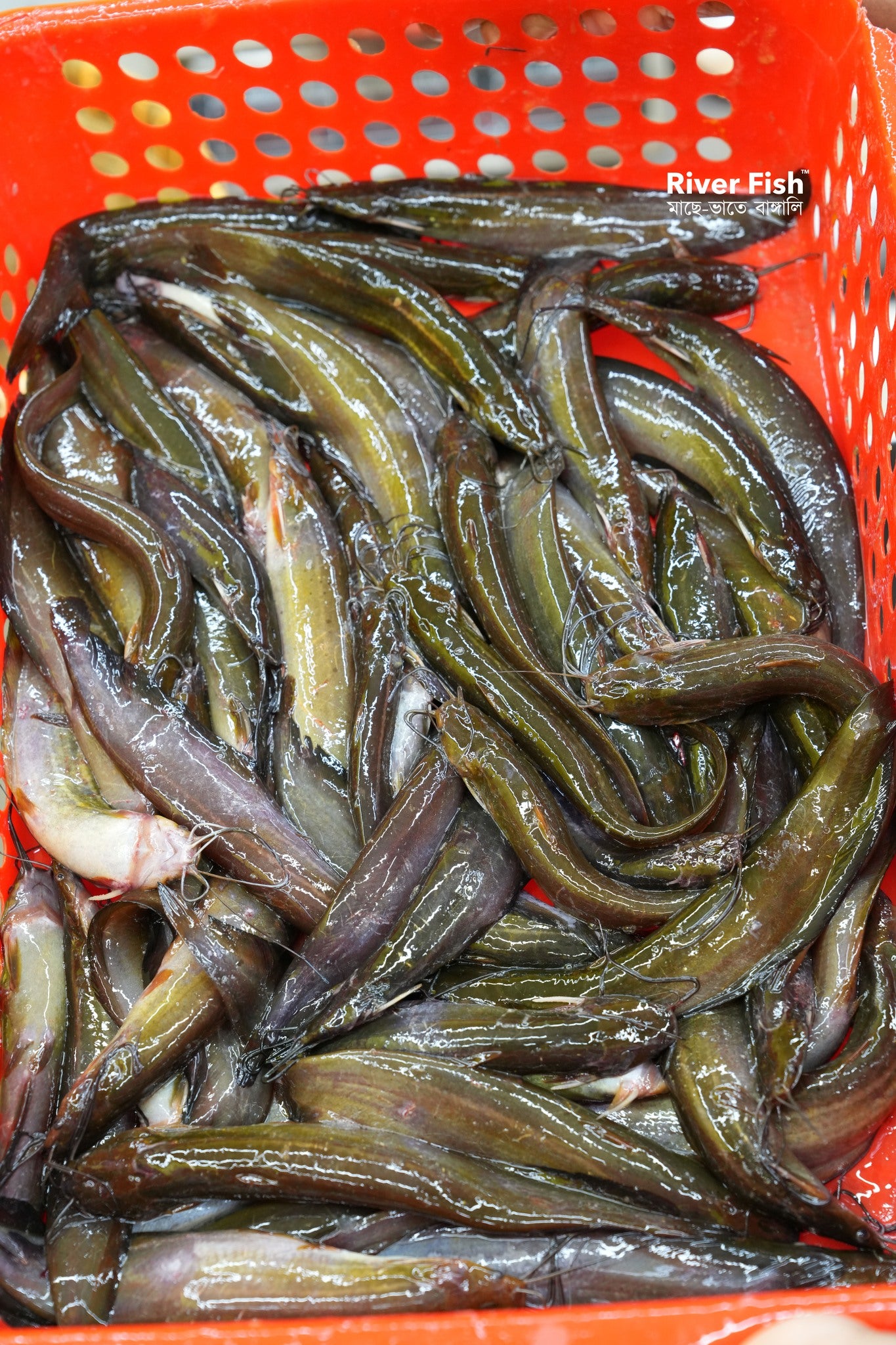 দেশি শিং মিক্সড সাইজ