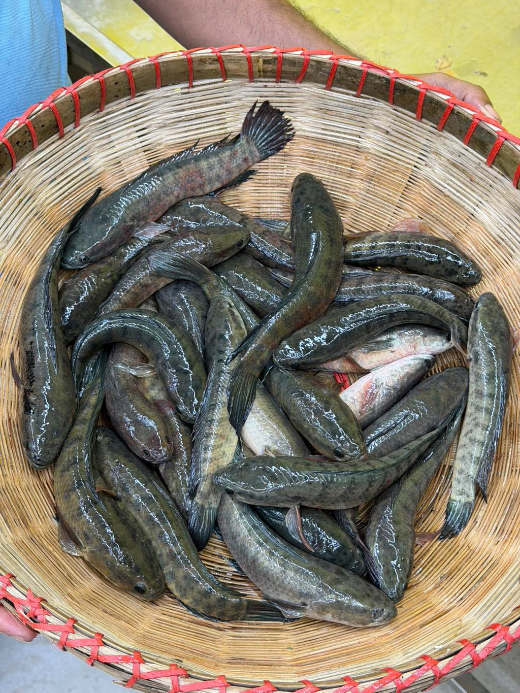 বিলের দেশি টাকি মাছ মিক্সড সাইজ
