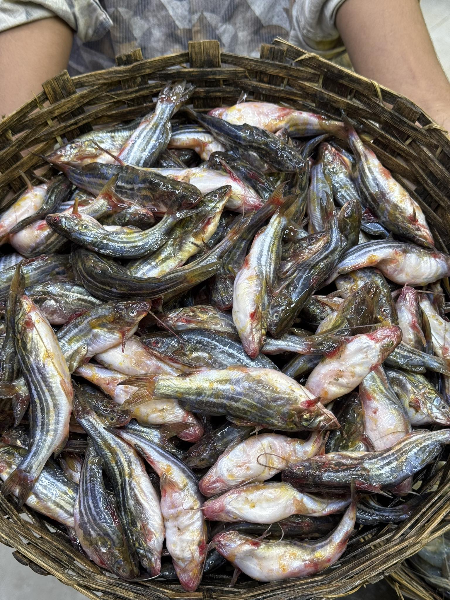 নদীর মধু টেংরা