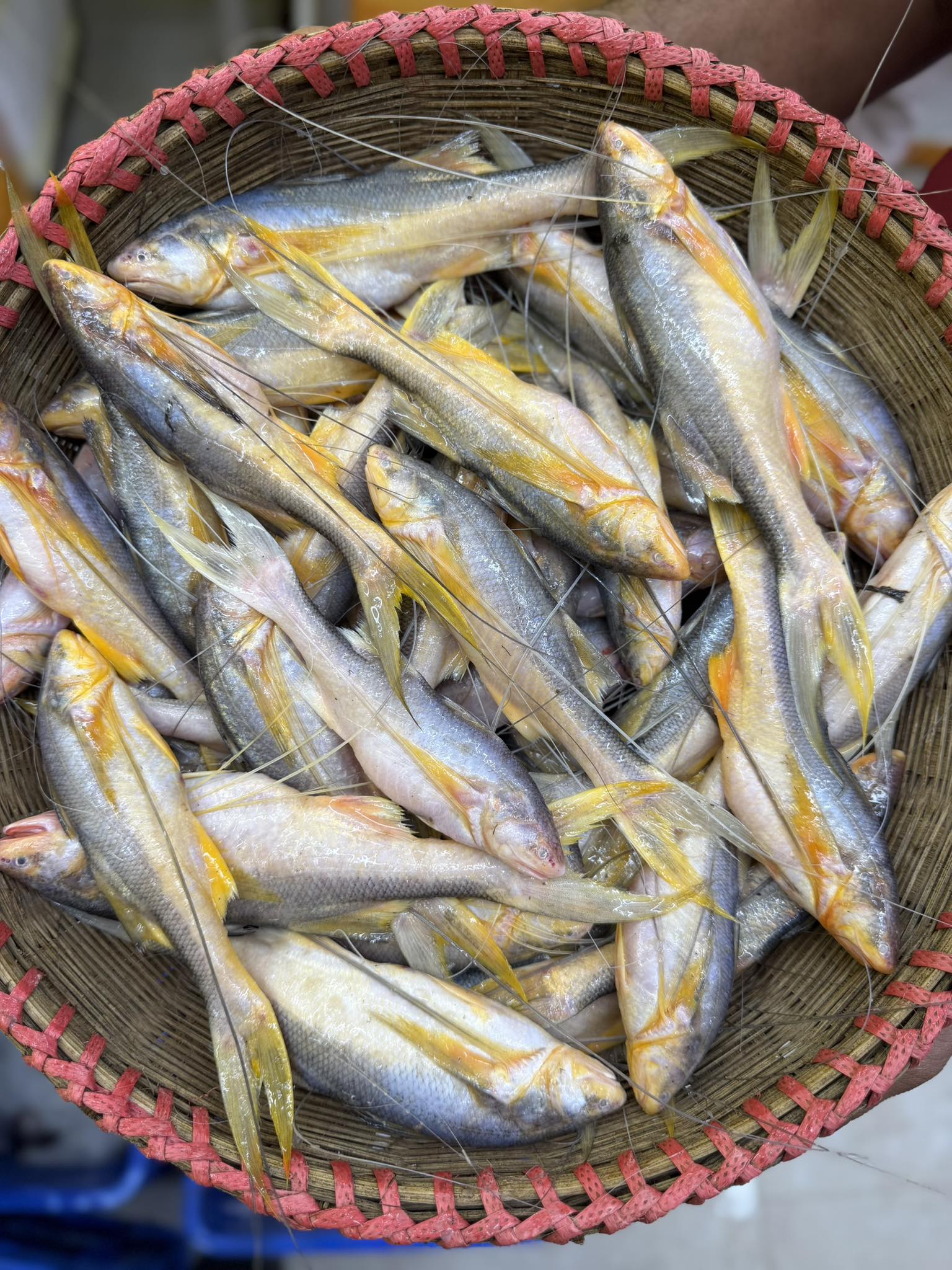 নদীর তোপসে / রামসোস মাছ বড় সাইজ