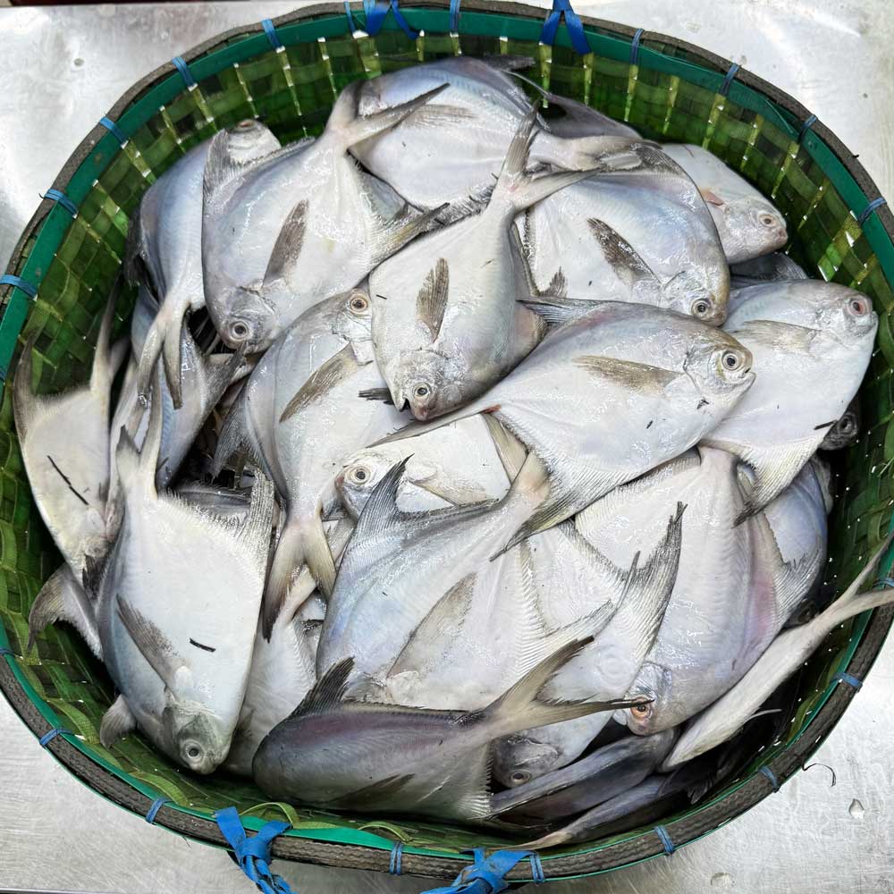 সামুদ্রিক রূপচাঁদা ৬/৮ পিসে কেজি পারকেজি- ১৪৭০/-