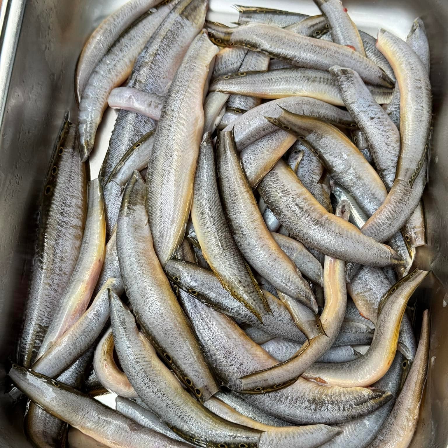 তারাবাইম রেগুলার সাইজ হাফ কেজি