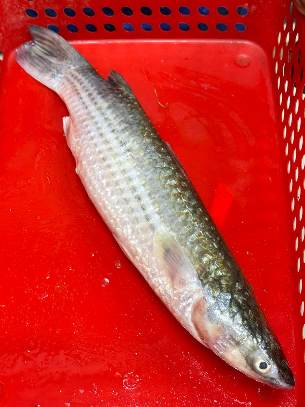 সুন্দরবনের ভাংগন মাছ এক কেজি প্লাস সাইজ পারকেজি- 650/-