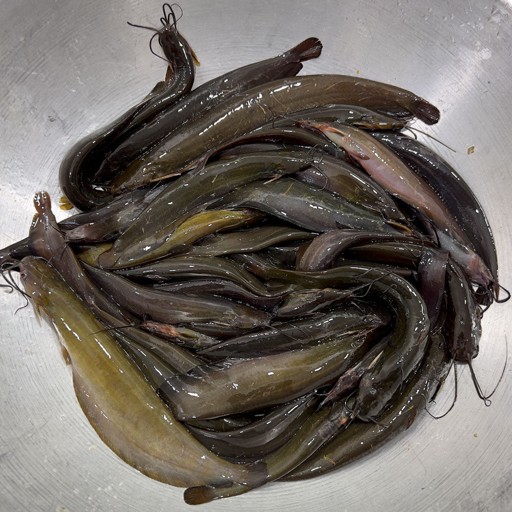 বিলের দেশি মাছ - River Fish