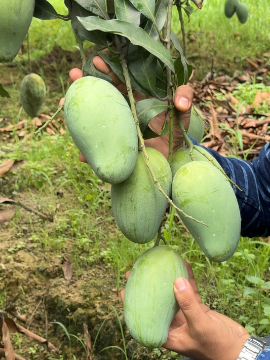 নওগাঁর বিখ্যাত আম্রপালি আম