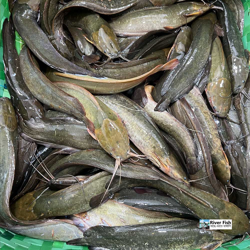 বিলের দেশি মাগুর (১০ থেকে ১২ পিসে কেজি সাইজ)