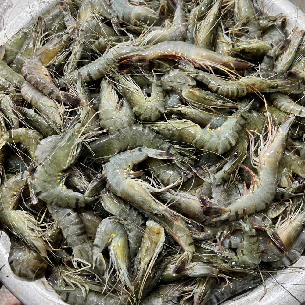 বাগদা চিংড়ি সবজির জন্য