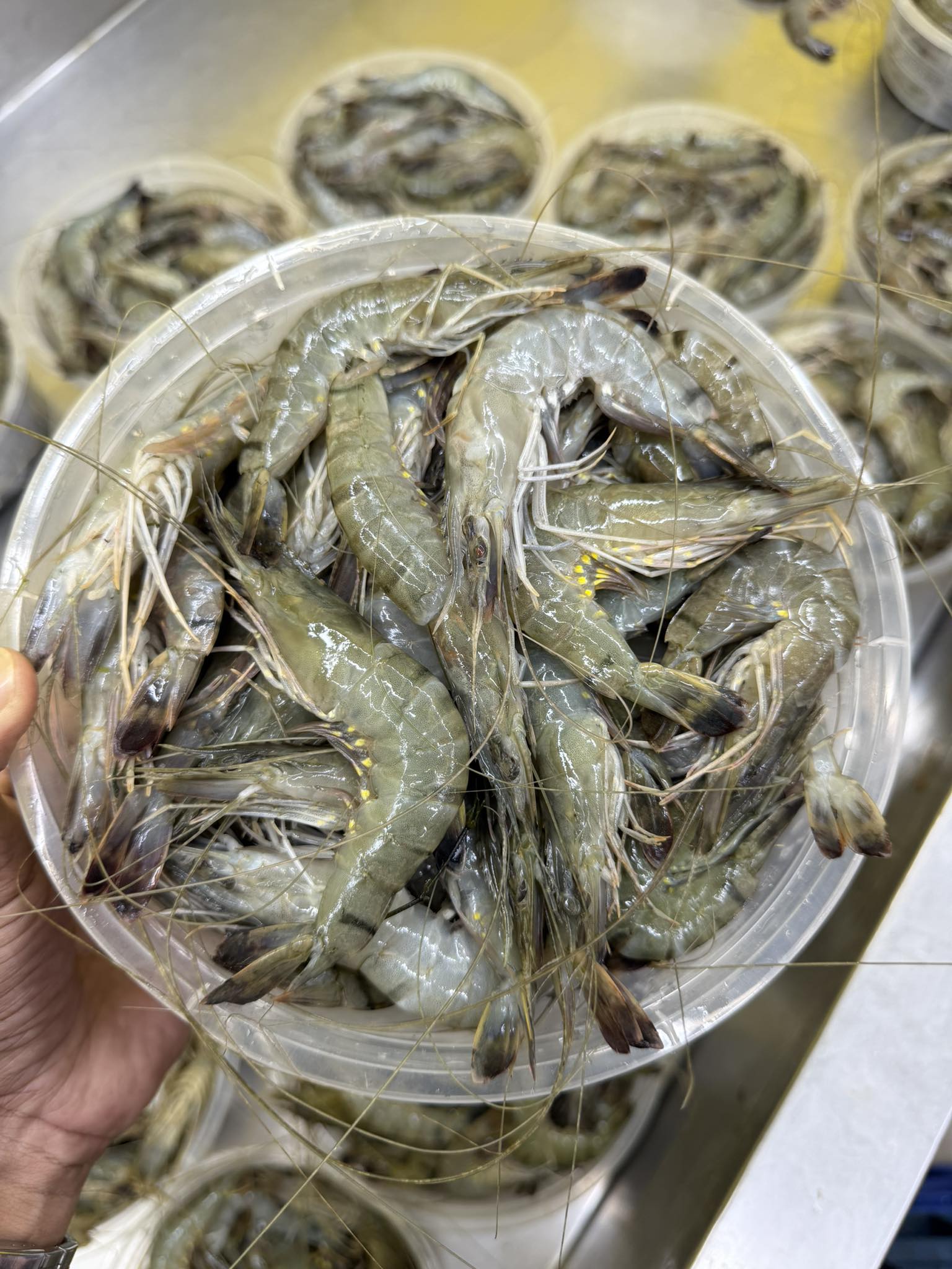 বাগদা চিংড়ি সবজির জন্য
