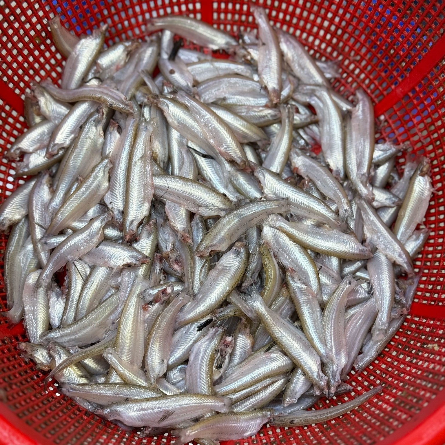 নদীর বাতাসি মাছ