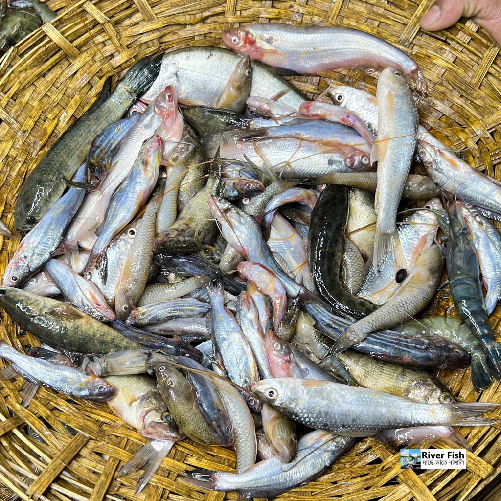 বিলের পাঁচমিশালি মাছ