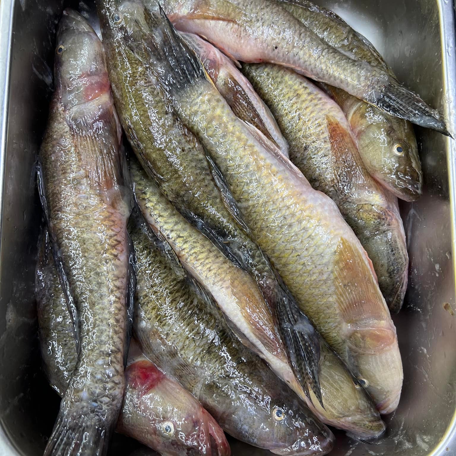 Bhur Fish River Fish - Online Fish & Meat Shopping and Delivery in Dhaka