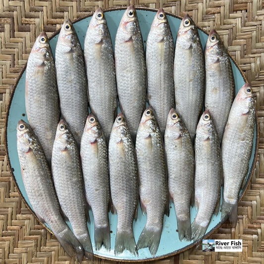 সাতক্ষীরার পারশে বড় সাইজ হাফ কেজি