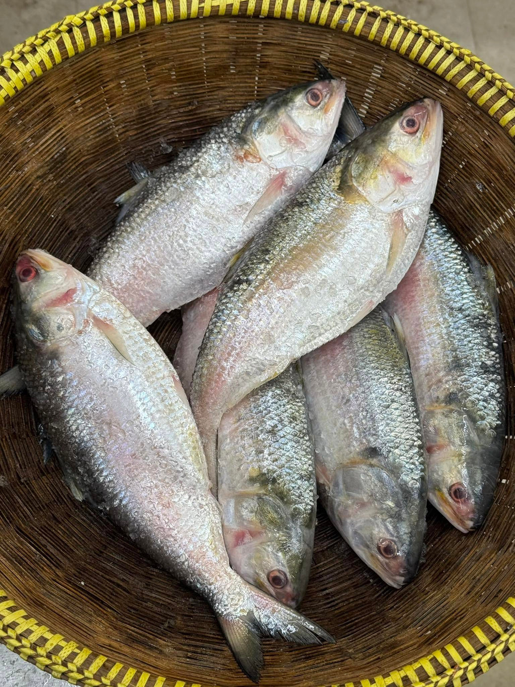 চাঁদপুরের লোকাল ইলিশ- ৮০০ গ্রাম প্লাস সাইজ পারকেজি ২৪০০/-