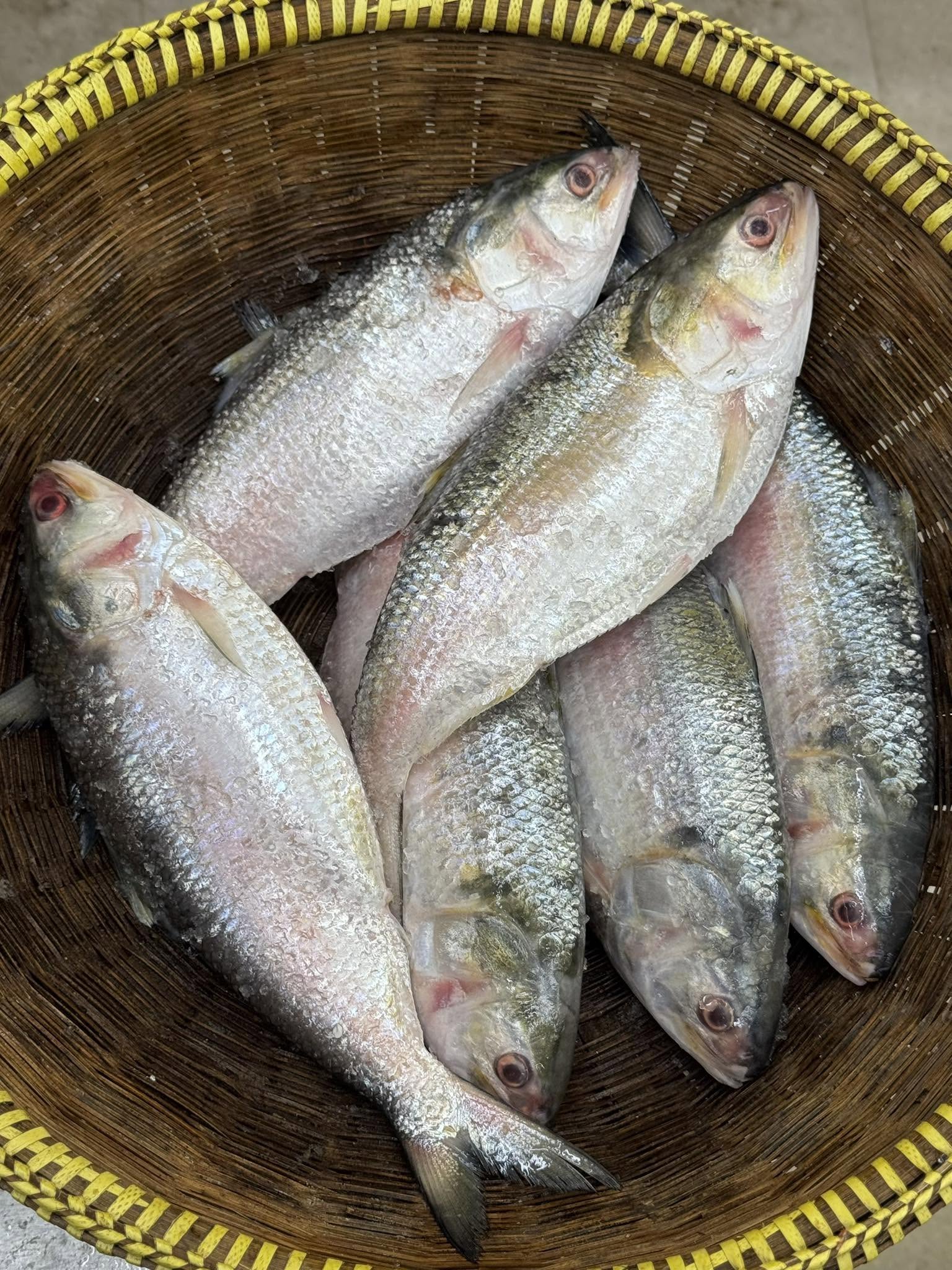 চাঁদপুরের লোকাল ইলিশ- ৮০০ গ্রাম প্লাস সাইজ পারকেজি ২৭৫০/- (নিউ অফার প্রাইস পারকেজি- ২৬৫০/-)