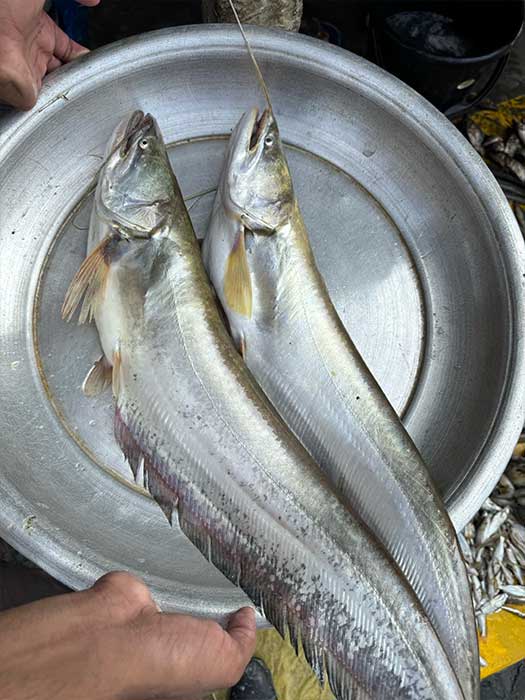 কিশোরগঞ্জের হাওরের বোয়াল ২ থেকে ৩ কেজি সাইজ পারকেজি 1250/-