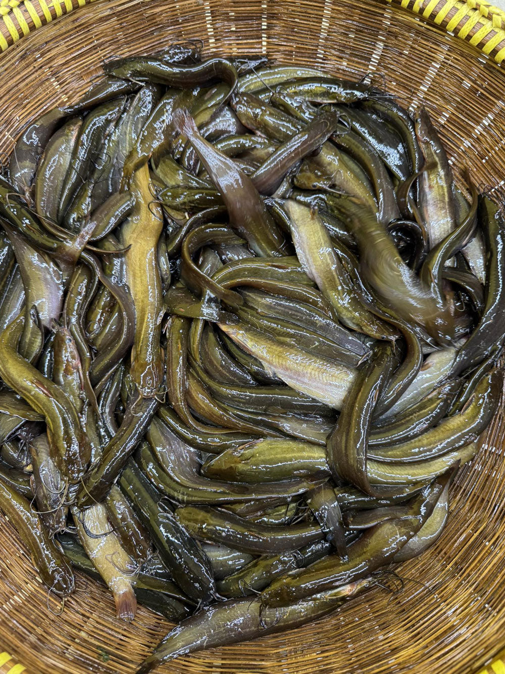 বিলের দেশি শিং মিক্সড সাইজ