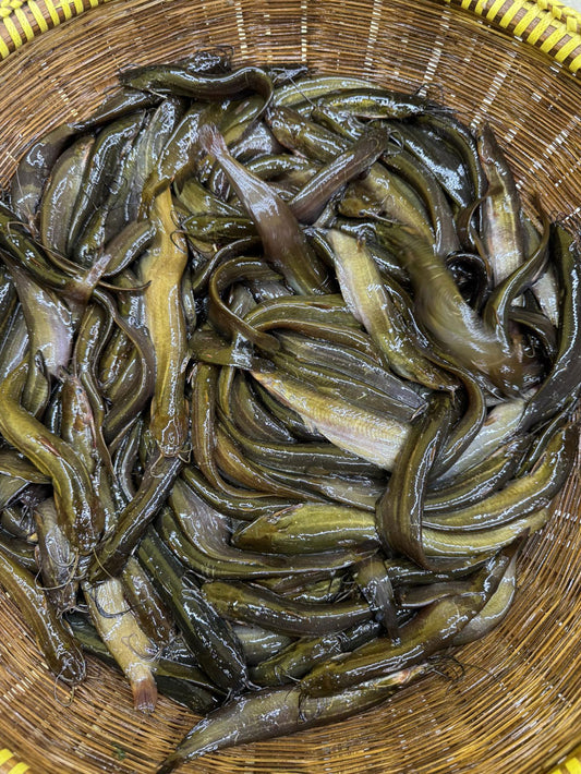 বিলের দেশি শিং মিক্সড সাইজ