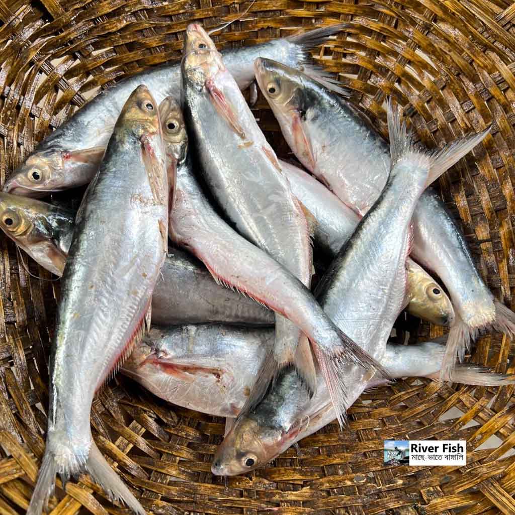 নদীর গাংবাচা (৭-৮ পিসে কেজি) হাফ কেজি