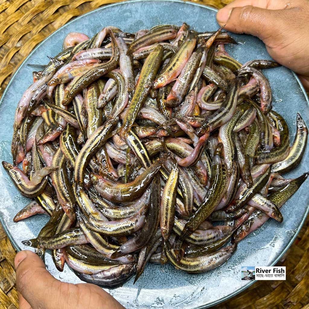 Butum Fish বুতুম মাছ / গুতুম মাছ - River Fish