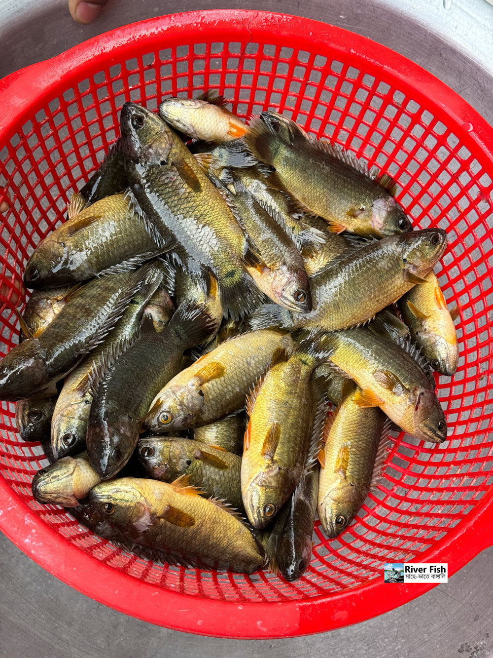 দেশি কই ছোট সাইজ (২৫-৩০ পিসে কেজি) ১ কেজি- ৯৯০/-