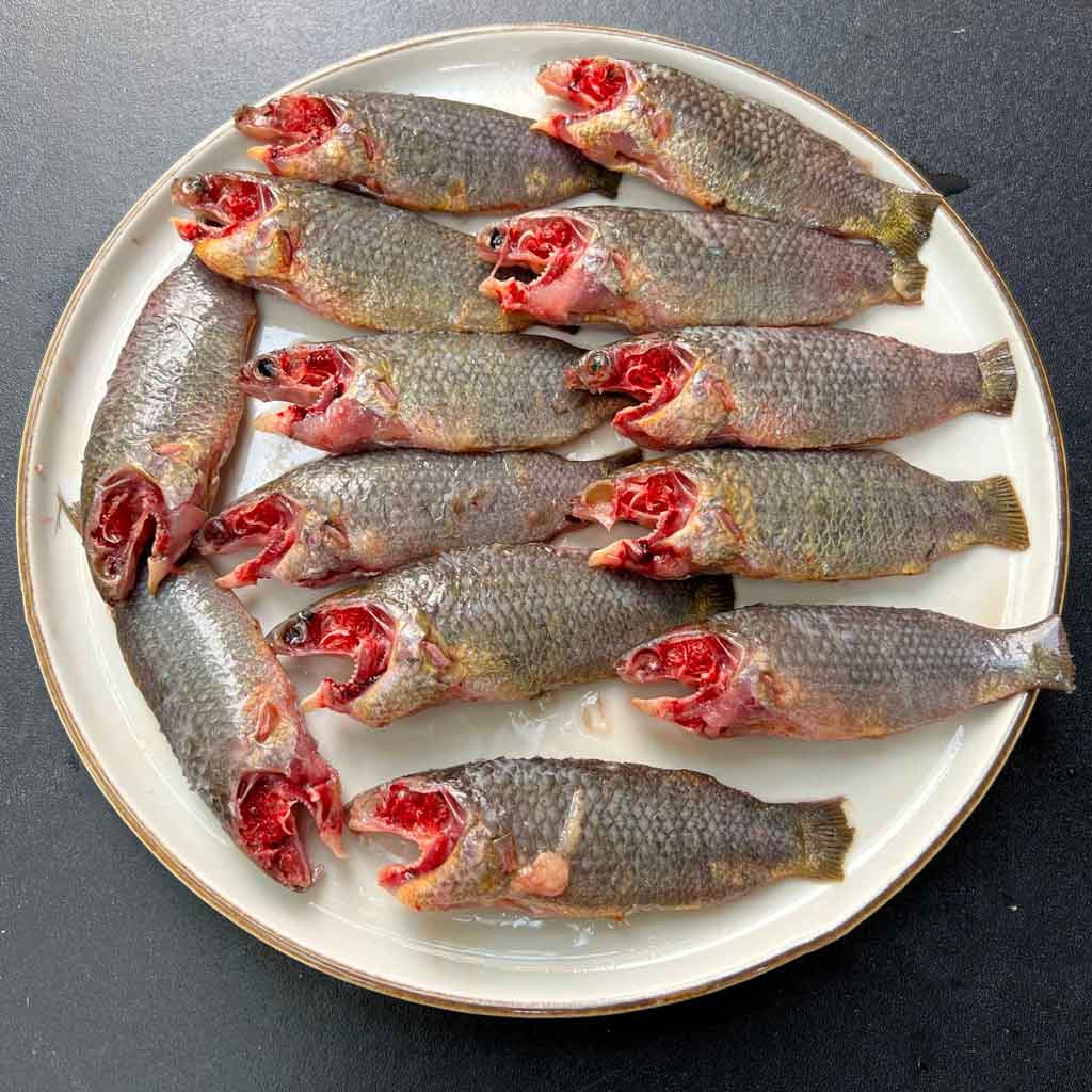 বিলের দেশি কই ছোট সাইজ (কেজিতে ২৫-৩০পিস)