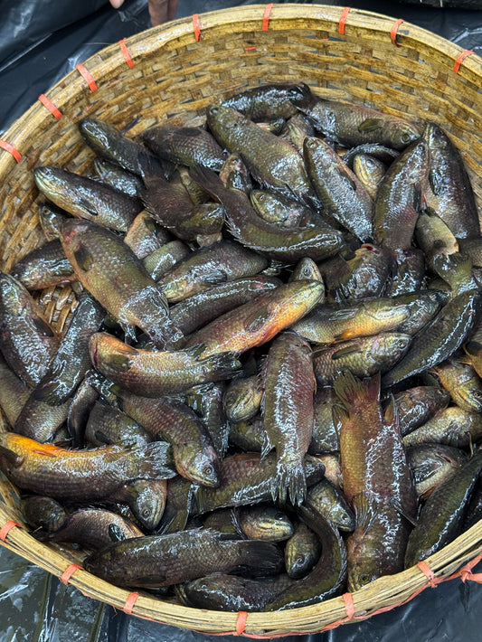 বিলের দেশি কই রেগুলার সাইজ (কেজিতে ১৮/২২পিস)