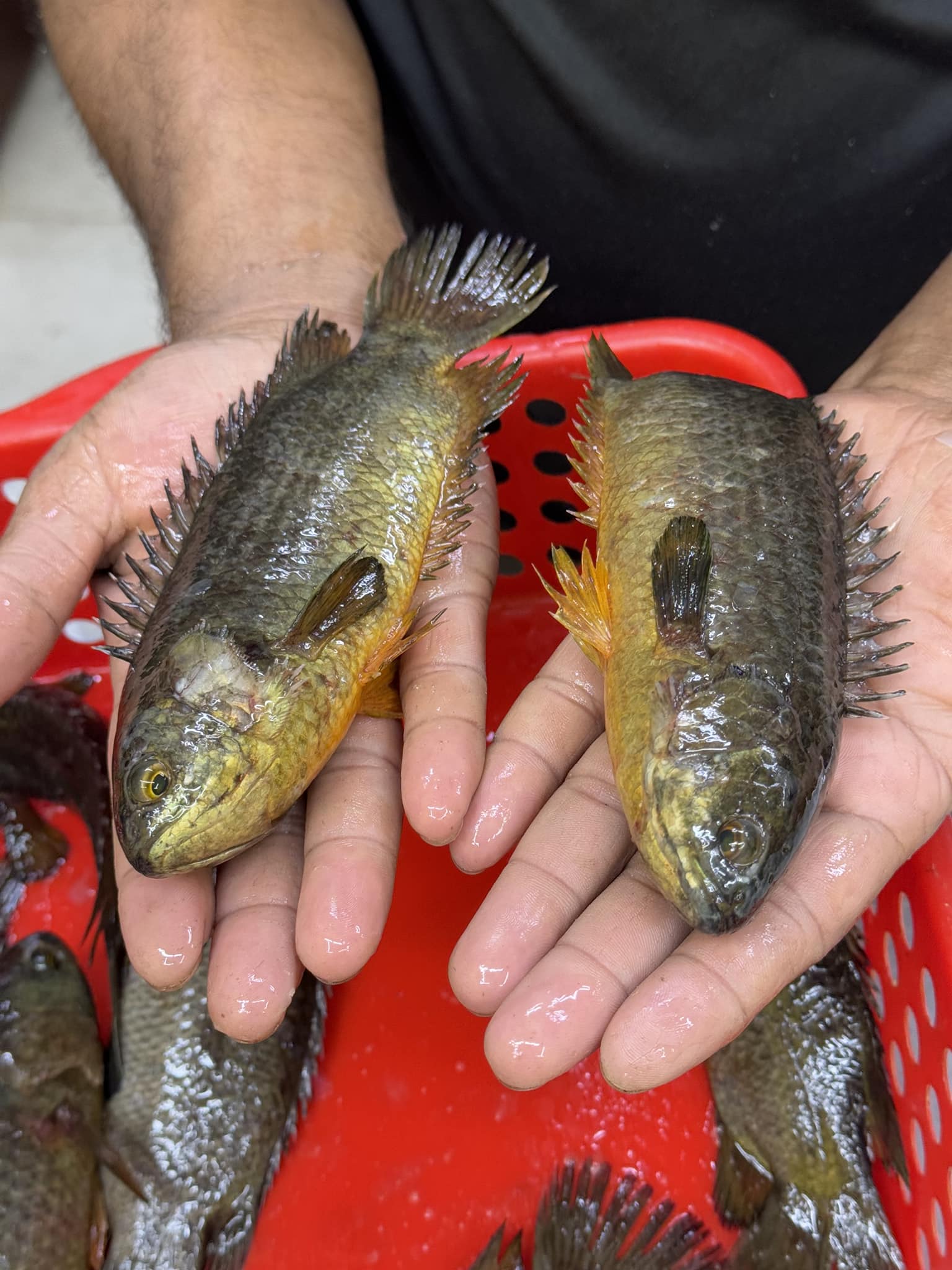 বিলের দেশি কই ৮-১০ পিসে কেজি সাইজ