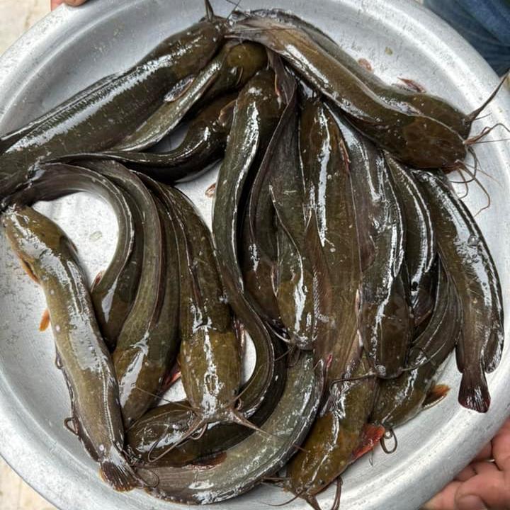 বিলের দেশি মাগুর (১০ থেকে ১২ পিসে কেজি সাইজ)