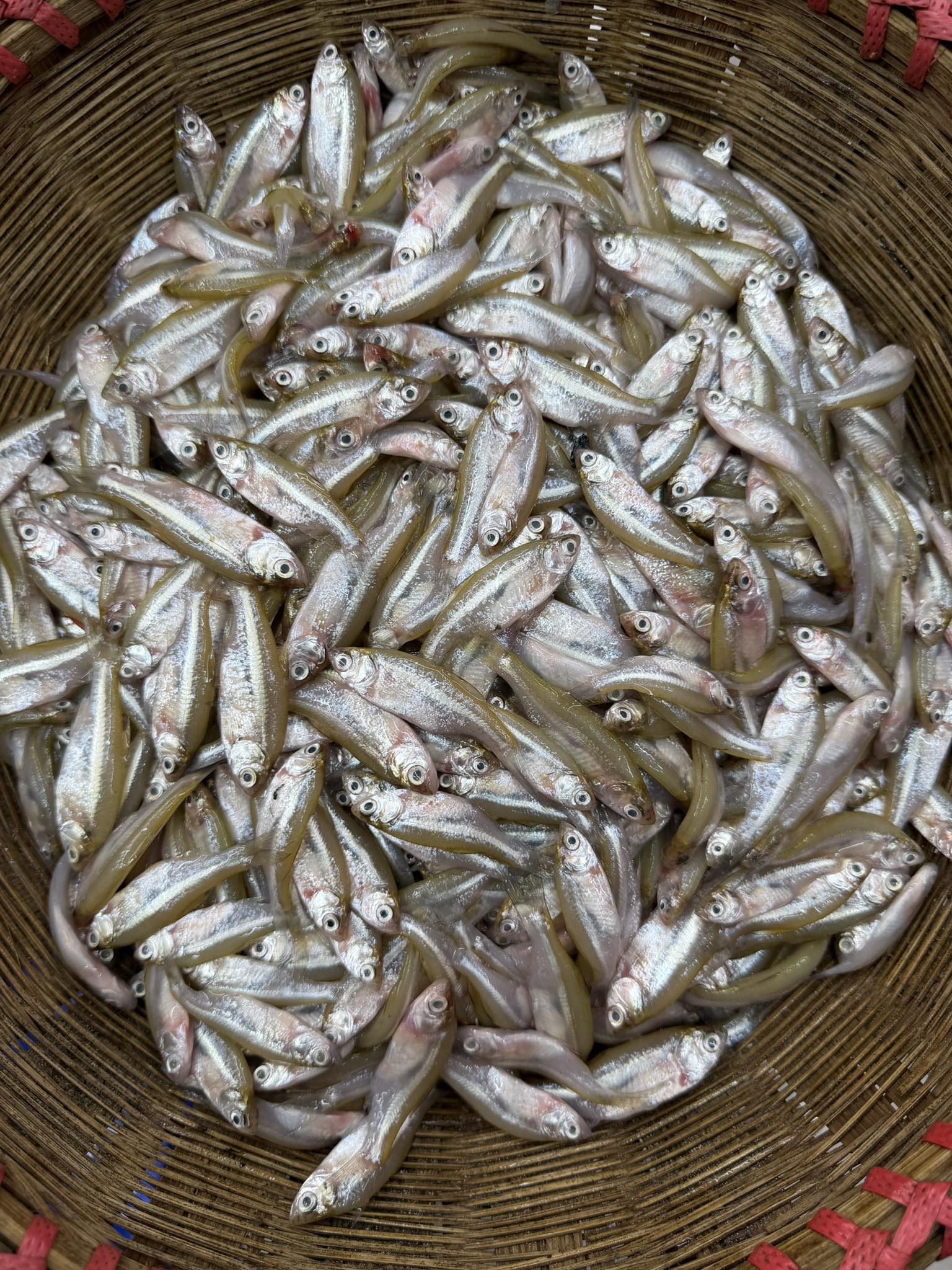 নদীর মলা মাছ মিক্সড সাইজ