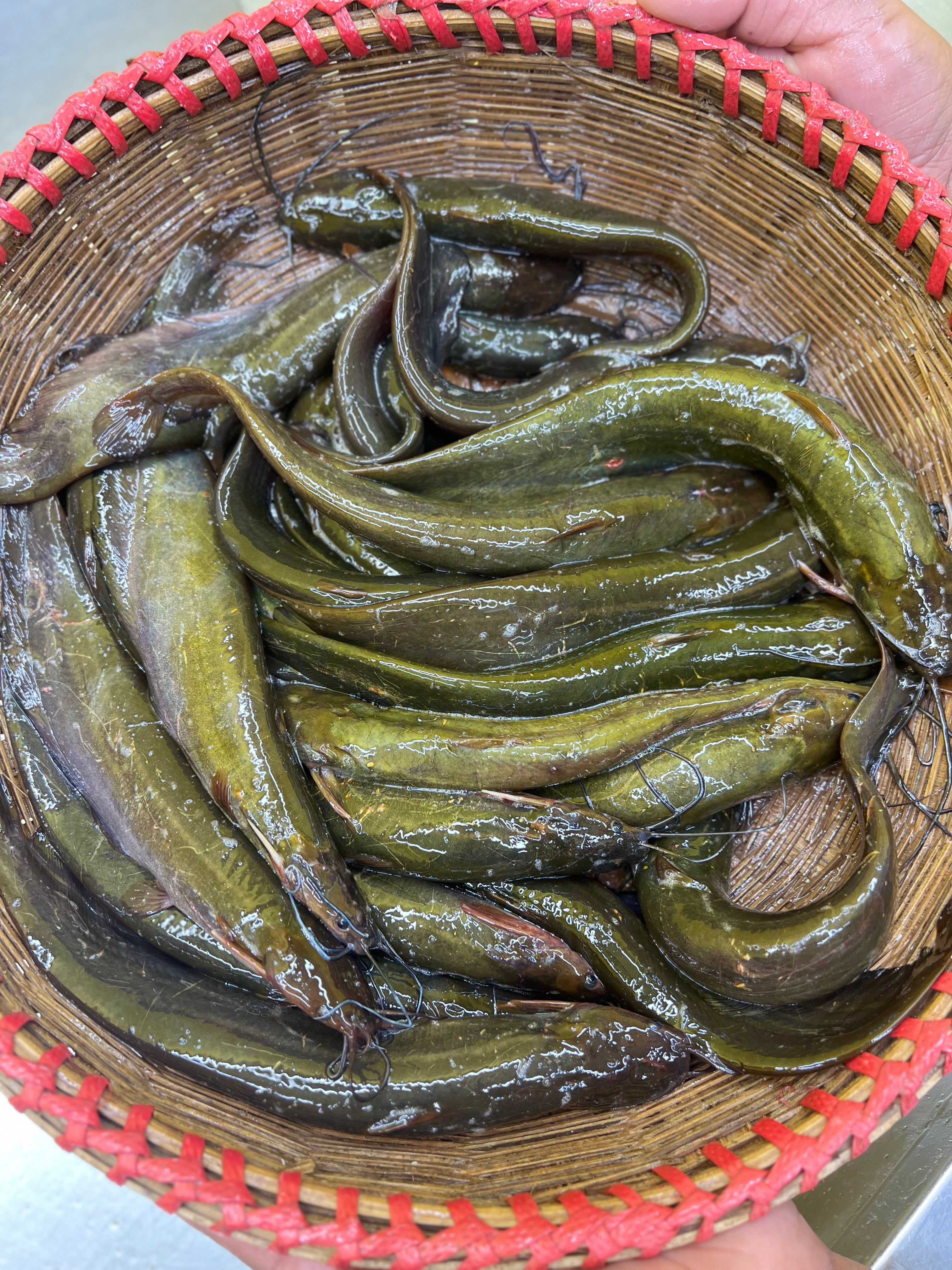 দেশি শিং মিক্সড সাইজ