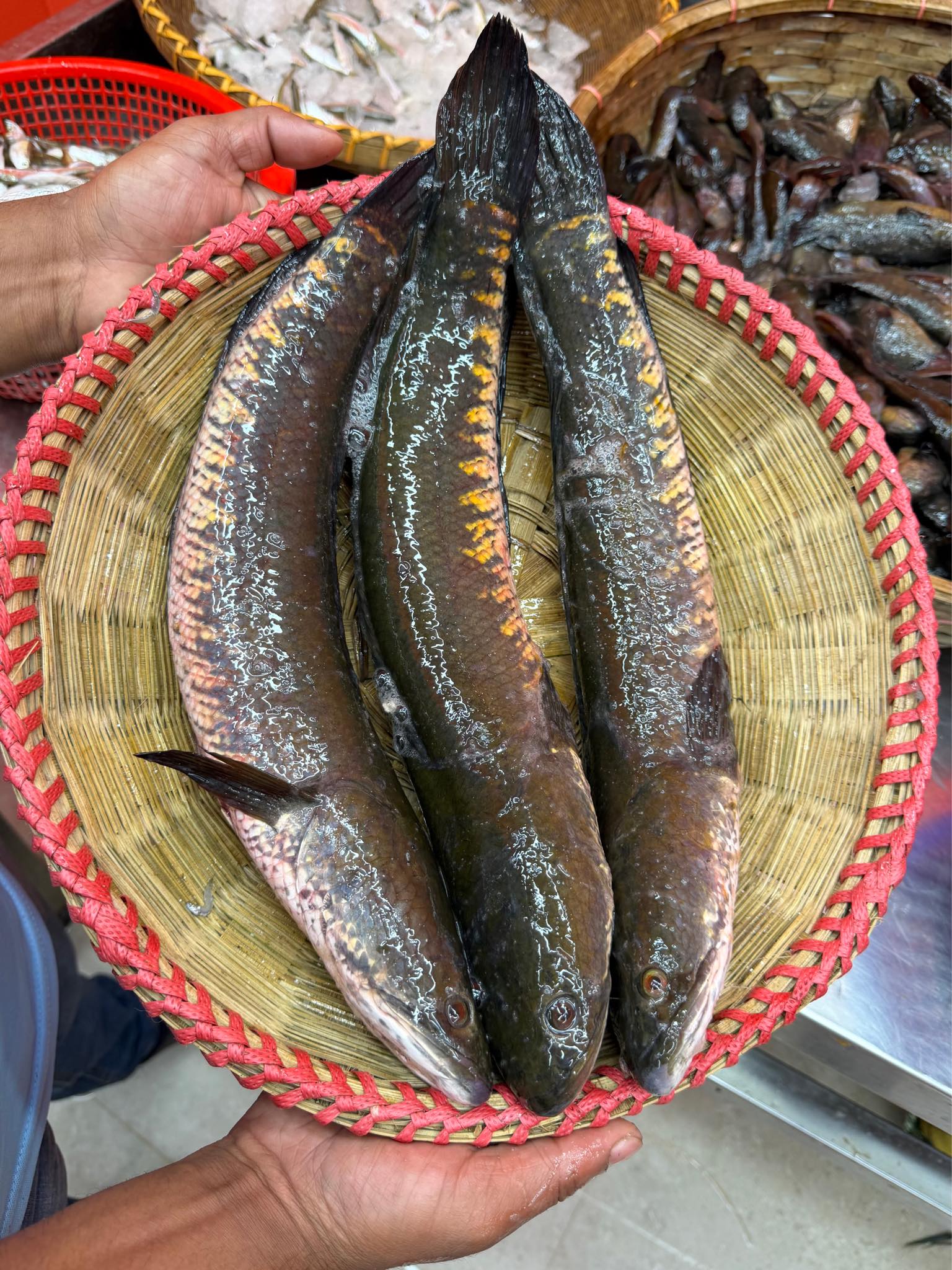 দেশি শোল ১ কেজি প্লাস সাইজ পারকেজি ১৪৬০/-