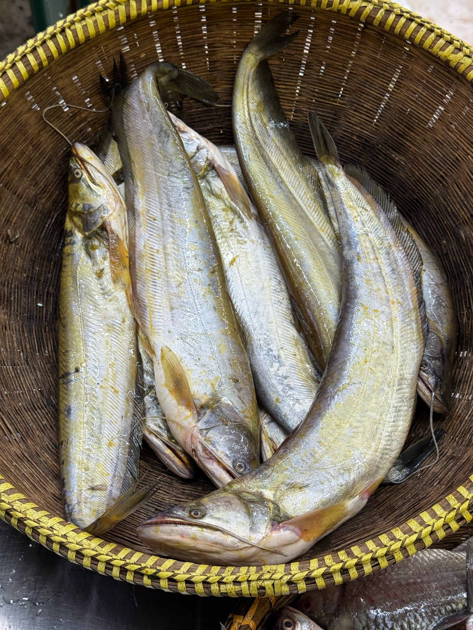 কিশোরগঞ্জের ধনু নদীর বোয়াল- ২/৩ পিসে কেজি সাইজ