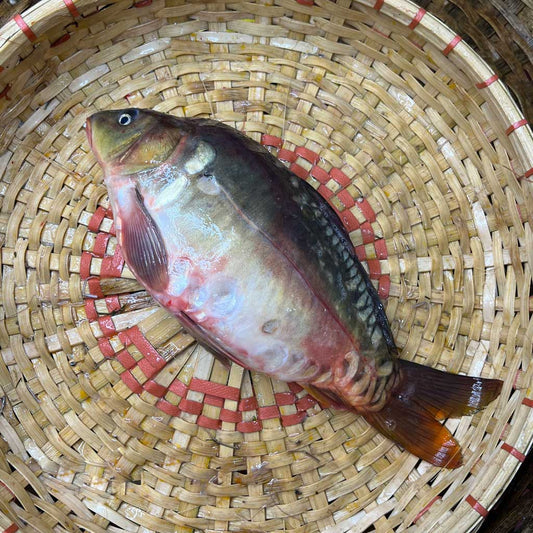 কার্ফু মাছ