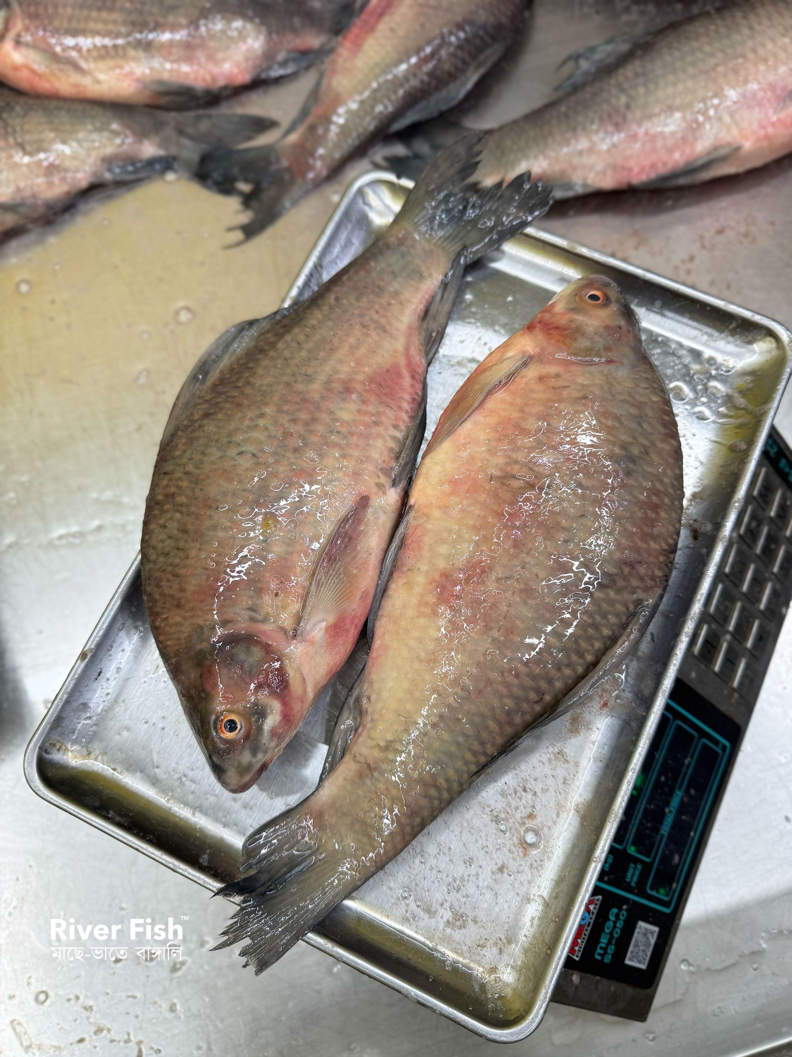 (প্রি-অর্ডার বুকিং - ডেলিভারি টাইম ৭ দিন) নদীর কালিবাউস ৬০০-৮০০ গ্রাম সাইজ পারকেজি 785/-