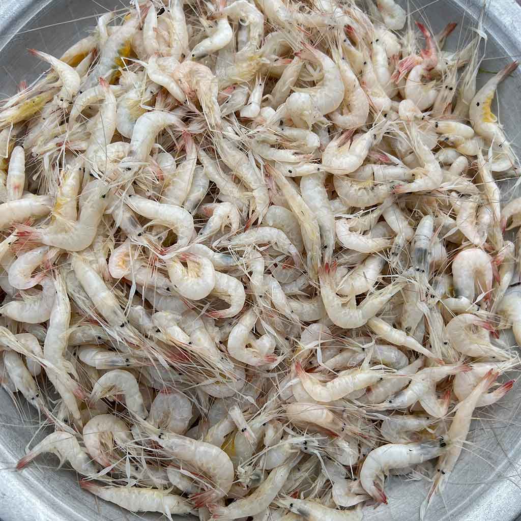 বরিশালের চাম্মা চিংড়ি