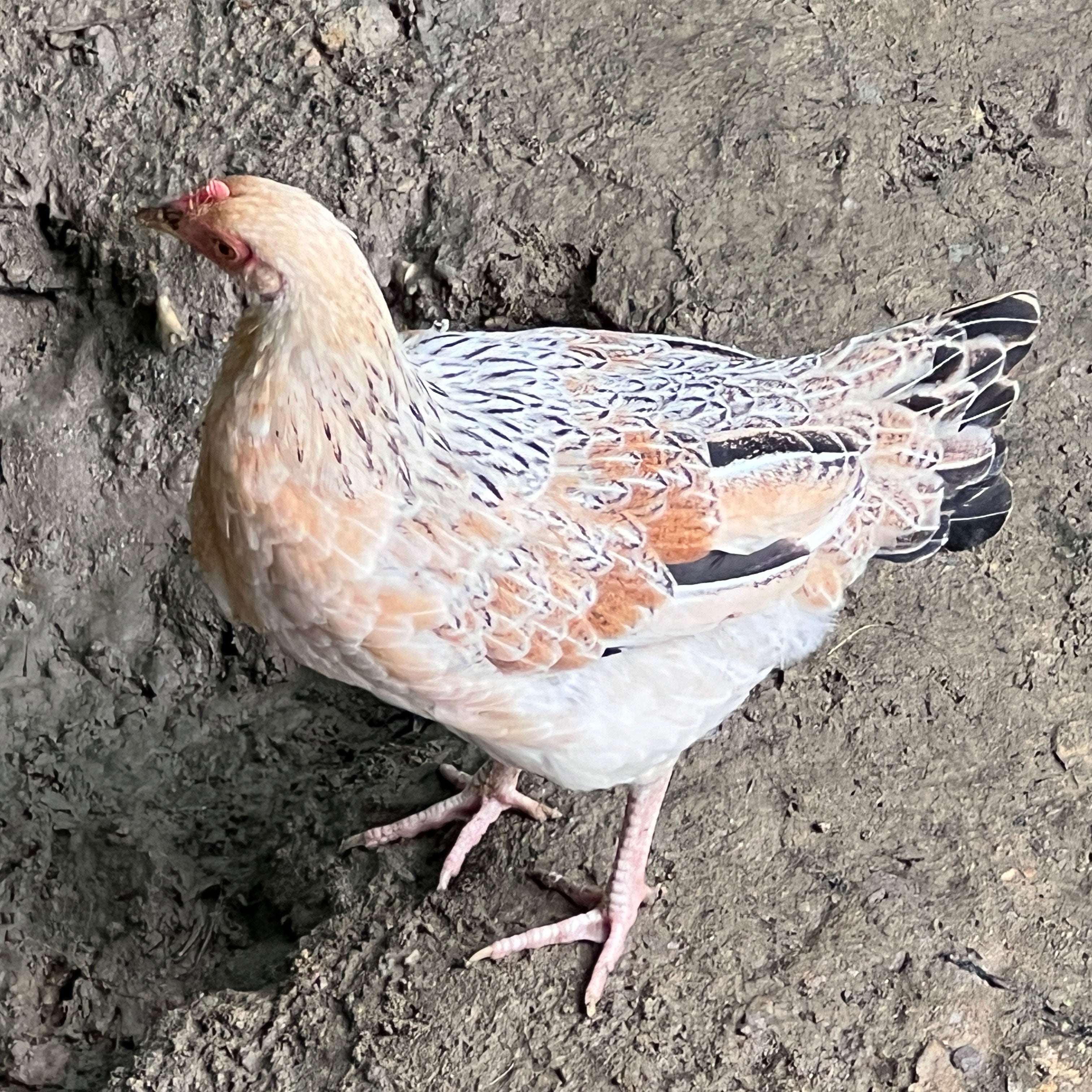 গ্রামের দেশি মুরগি ৫০০ গ্রাম সাইজ