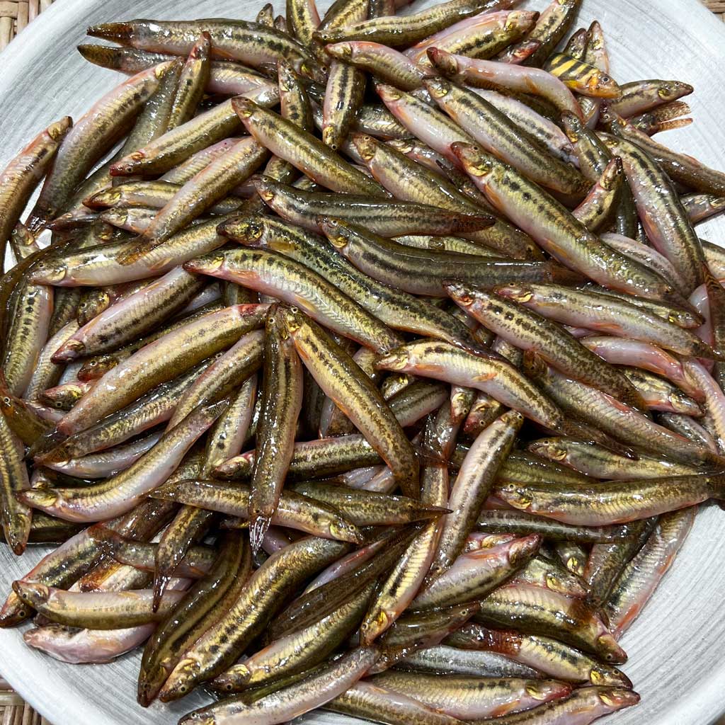 Butum Fish বুতুম মাছ / গুতুম মাছ - River Fish